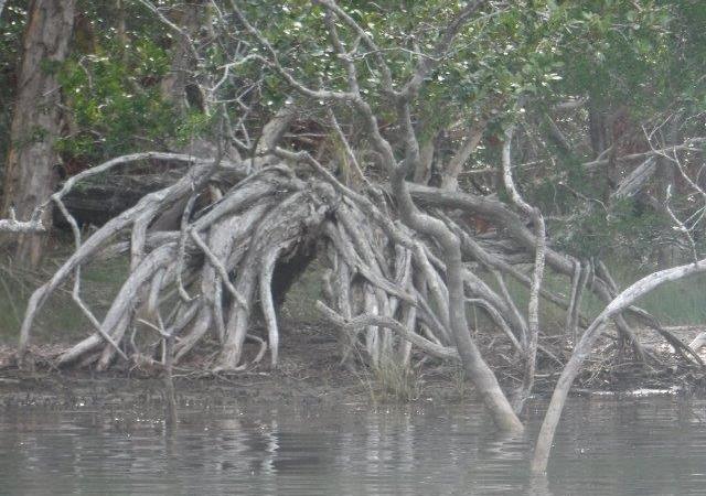 Stingray Creek, North Haven Stingray Creek, North Haven
