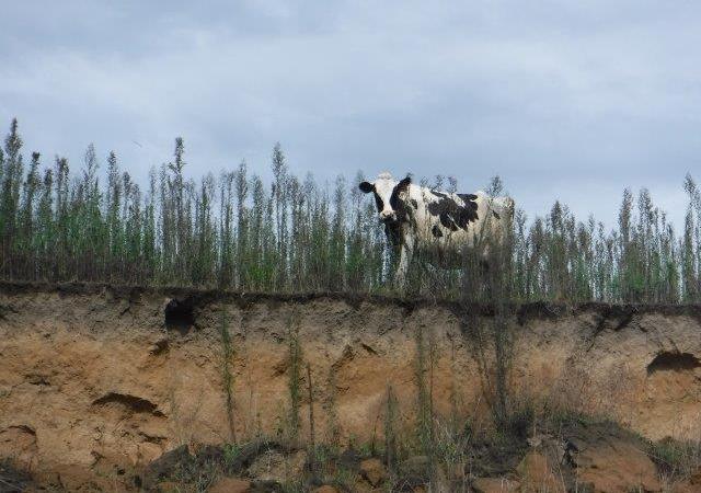 Wilson River Wilson River