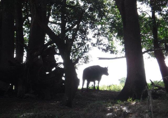 Upper Nambucca River Upper Nambucca River