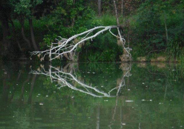 Upper Nambucca River – Devil’s Elbow towards&nbsp;Bowraville